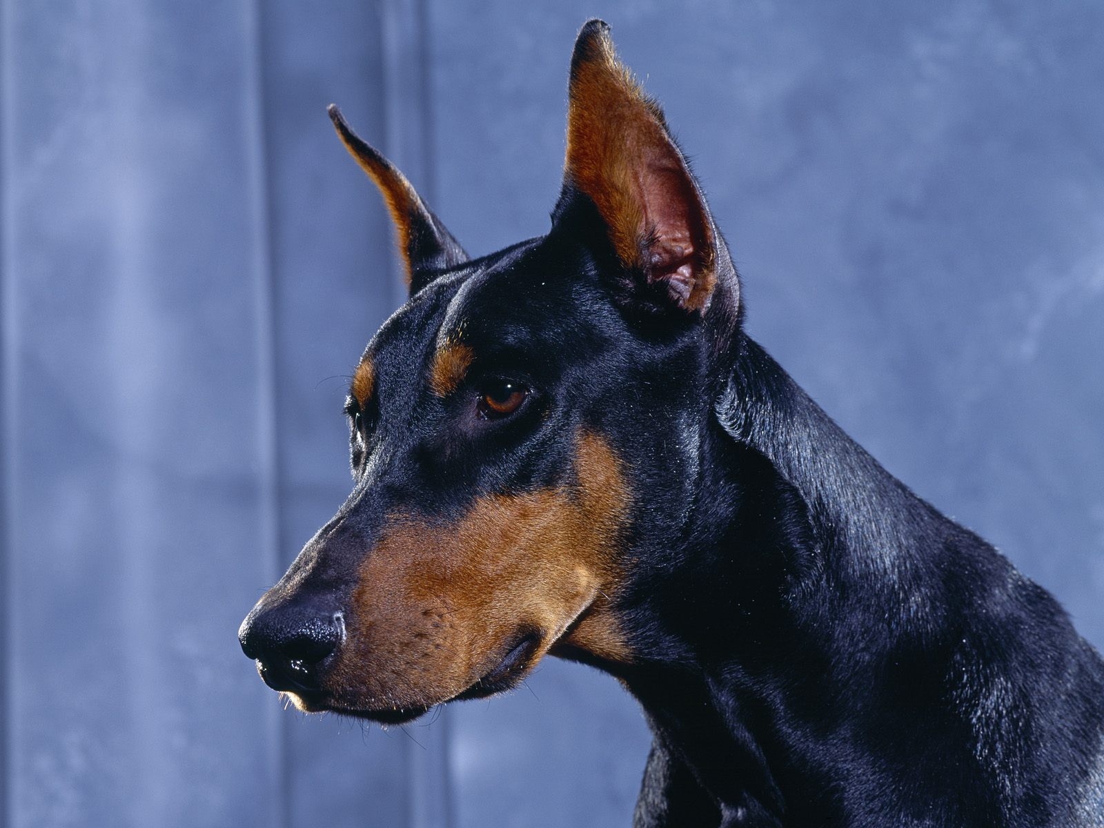 Doberman Dog Desktop Wallpaper