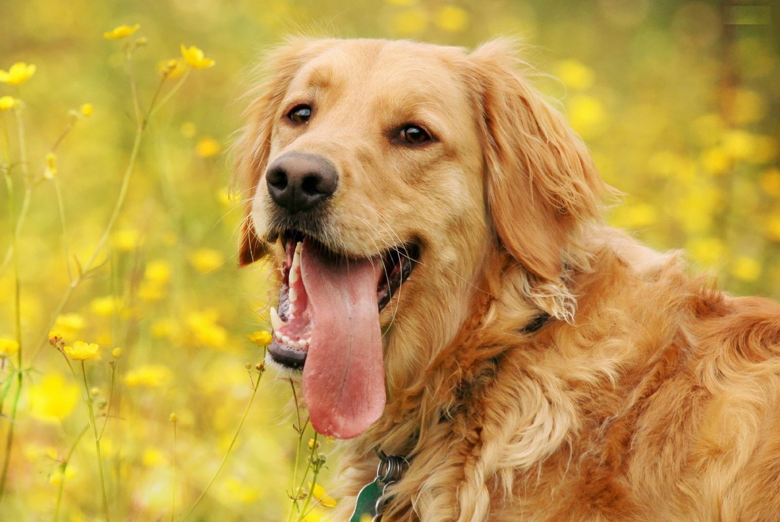 Download Dogs Animal Photos Wallpaper For Laptop HD By ronaldc15 
