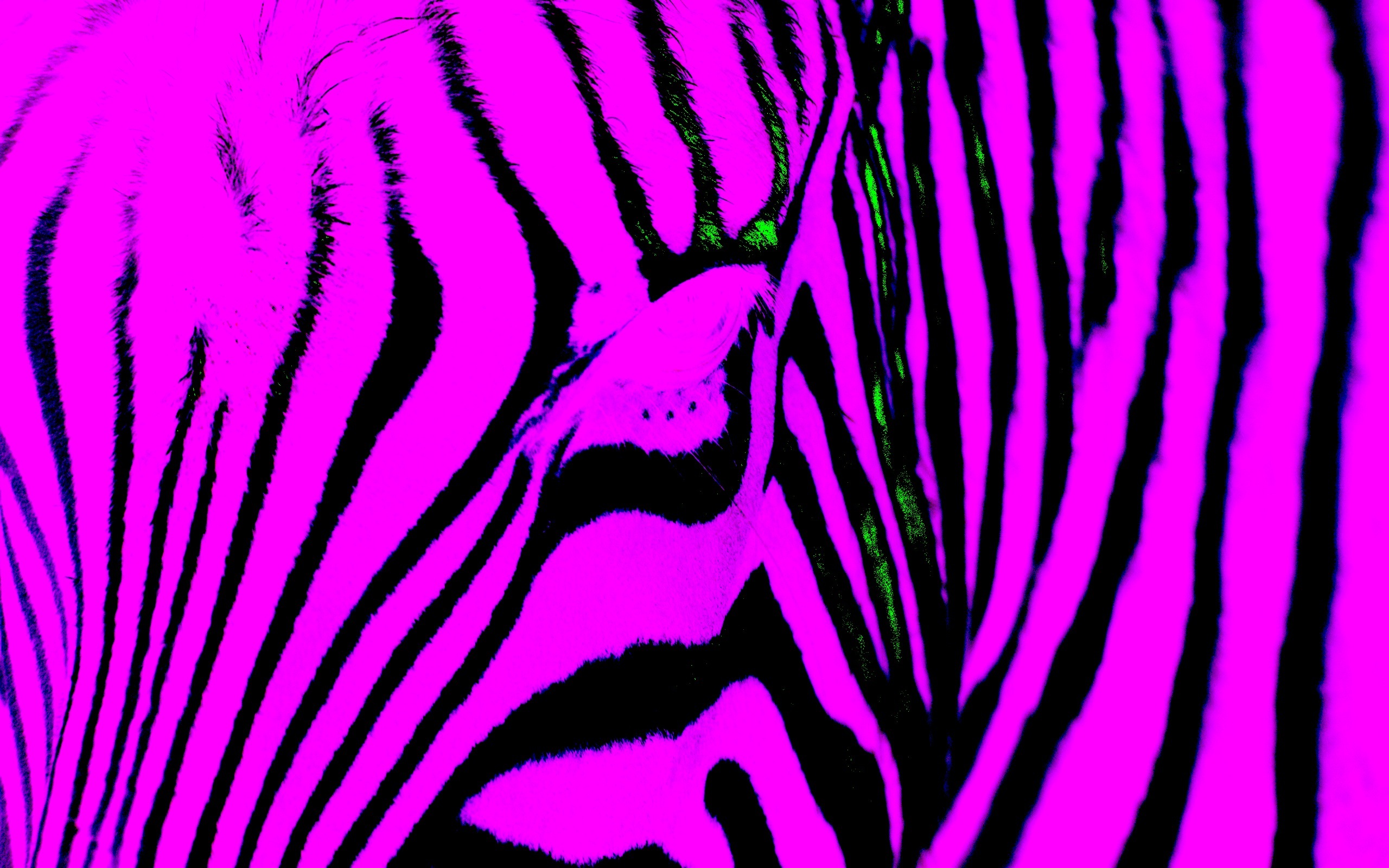 Free download Free Zebra Wallpapers Your Phone 11617 [2560x1600] for