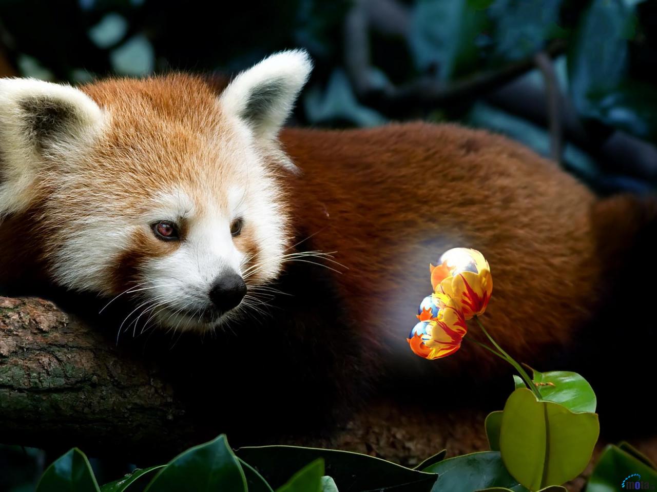 Wallpaper Red Panda Firefox X