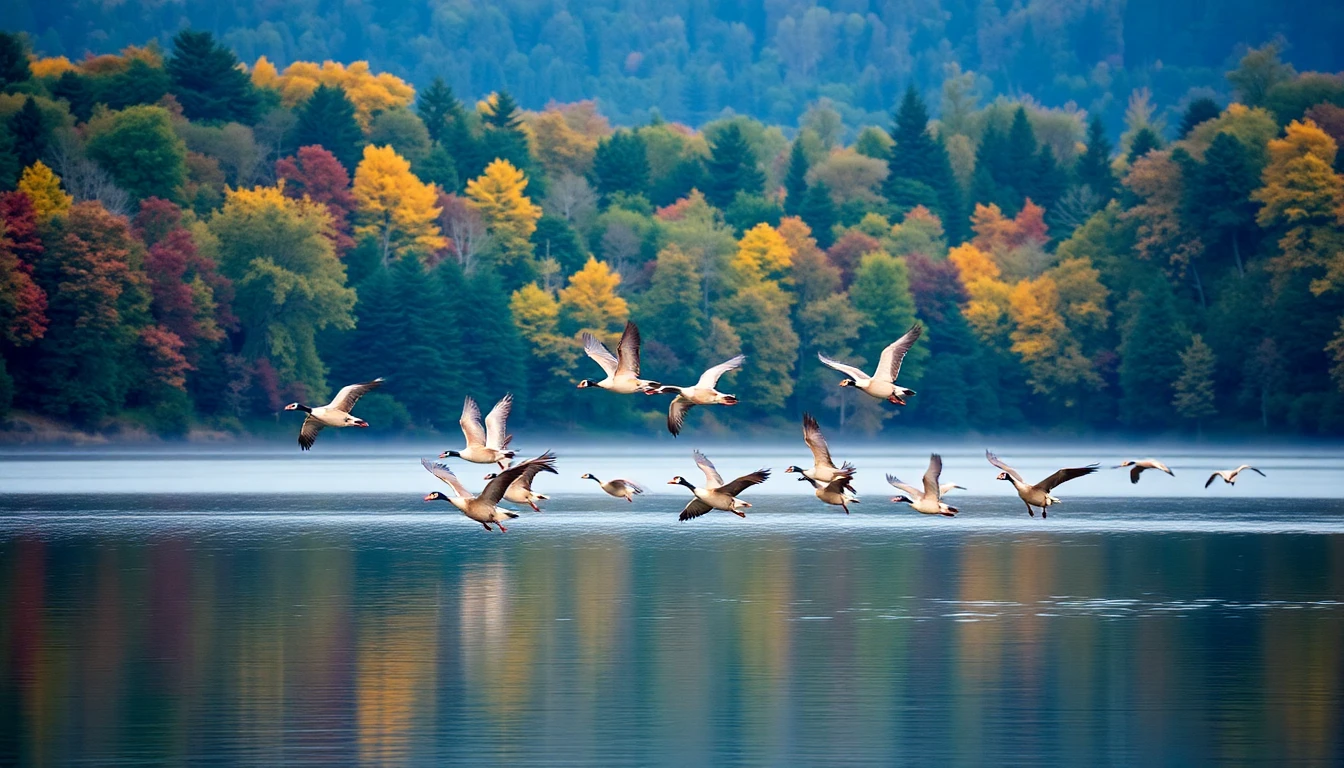 Canada Geese Wallpaper
