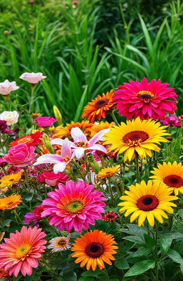 Beautiful Flowers Wallpaper