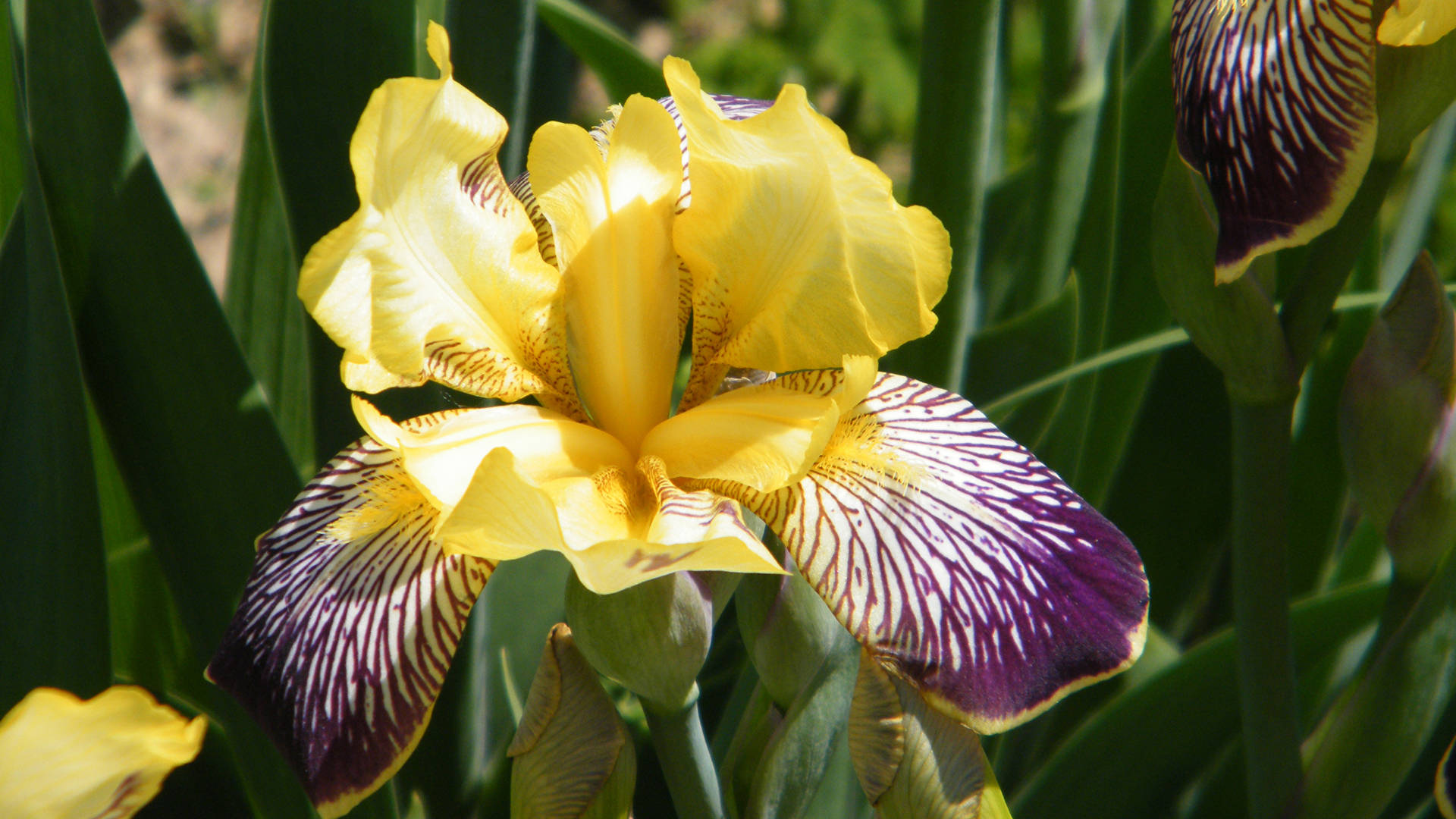 Yellow Iris Flower 2tu0vj9xlyl5xbox Wallpaper
