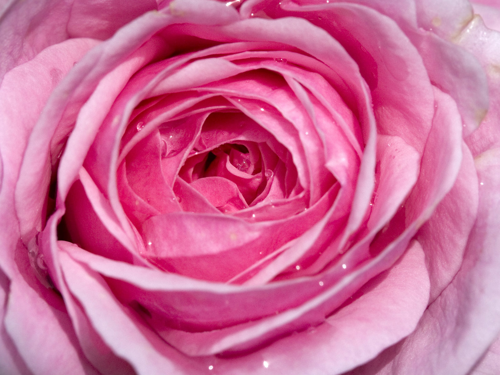 Beautifull Flowers Pink Rose Background