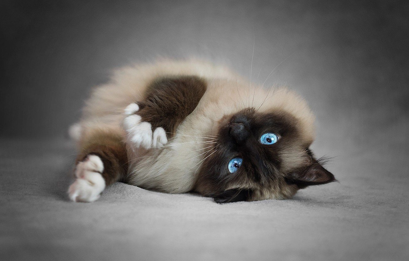 Wallpaper Cat Pose Legs Lies Beauty Blue Eyes Grey