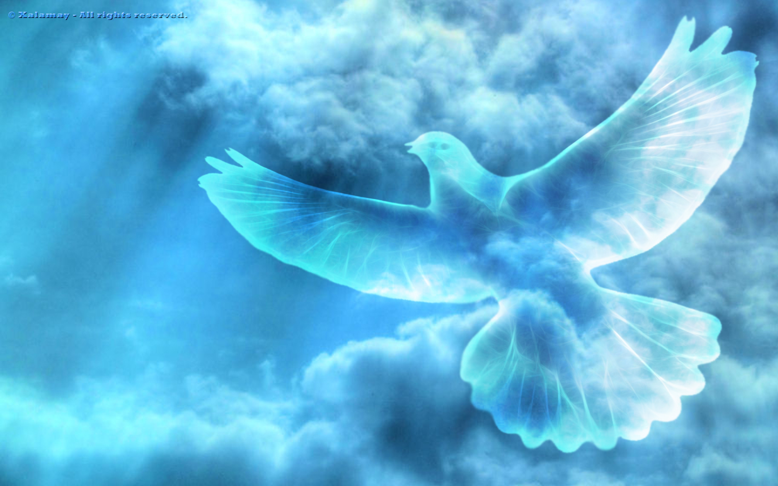 White Dove With An Olive Branchsymbol Of Peace Hd Wallpapers For Laptop  Widescreen Free Download  Wallpapers13com
