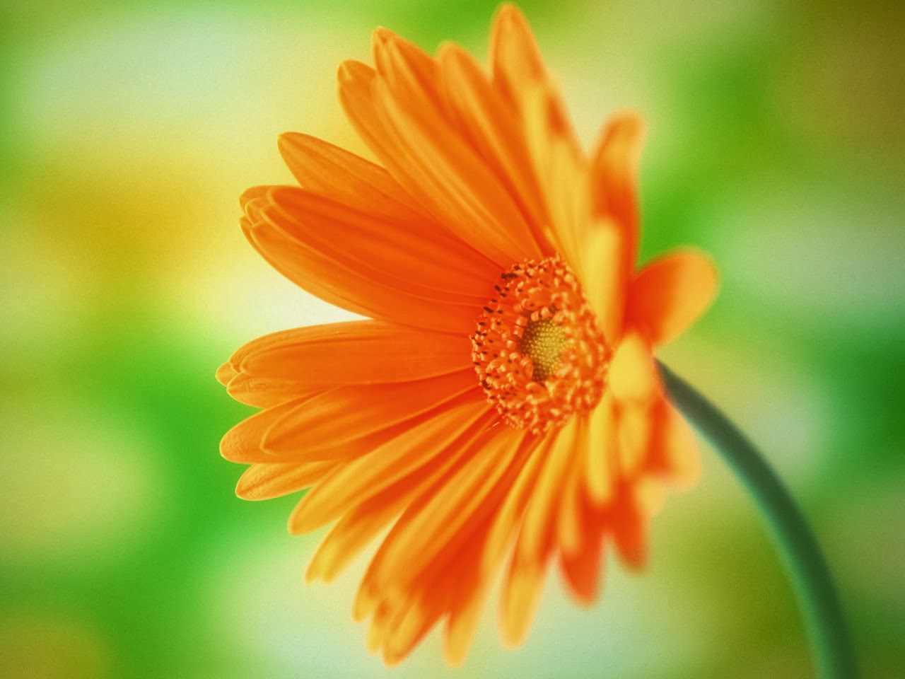 Daisy flower wallpaper   beautiful desktop wallpapers 2014 1280x960
