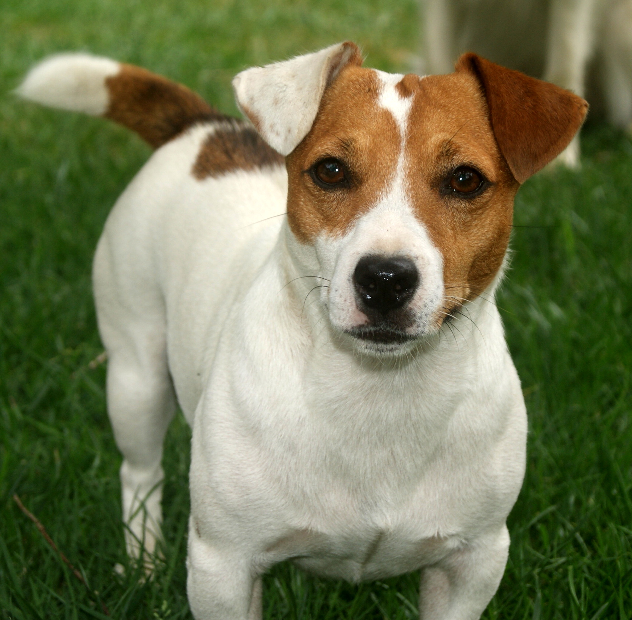 Jack Russell Terrier Dog Photo And Wallpaper Beautiful Lovely