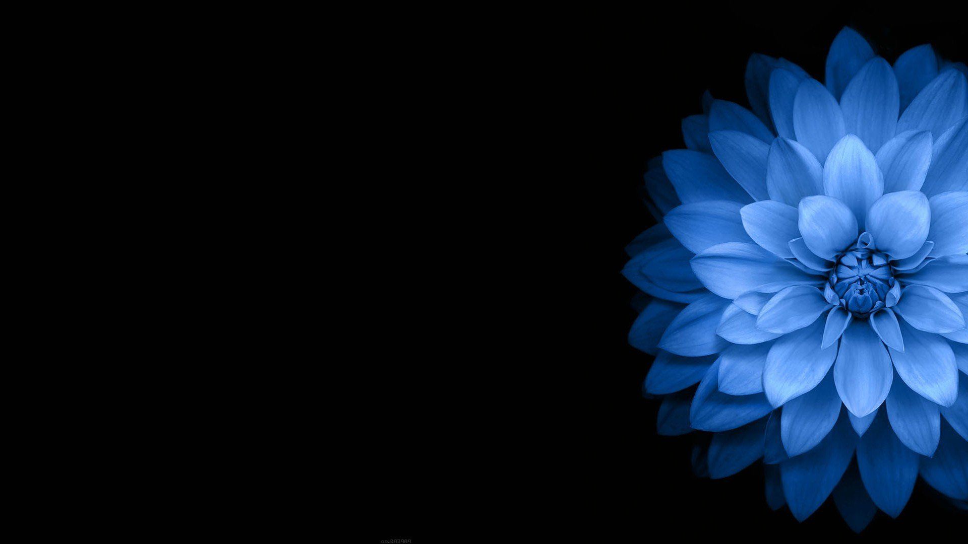 Black Floral Desktop Wallpaper