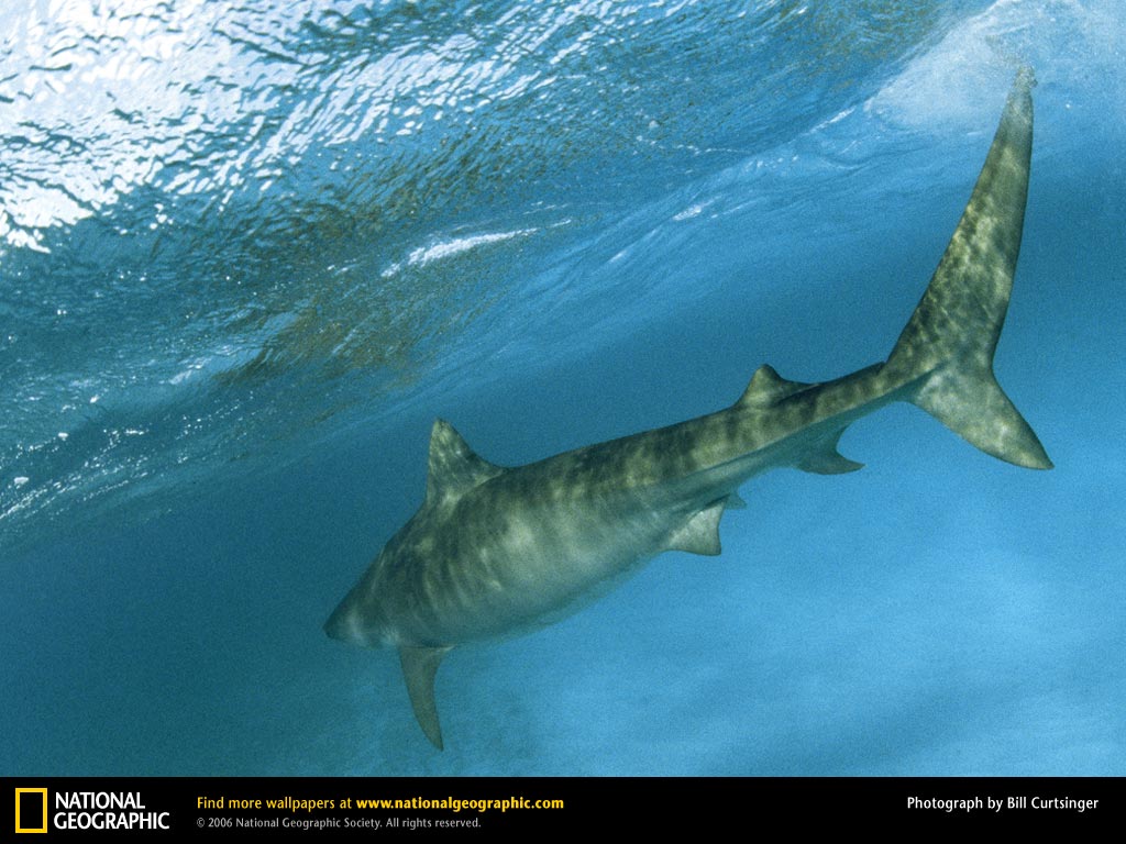 Tiger Shark Picture Desktop Wallpaper