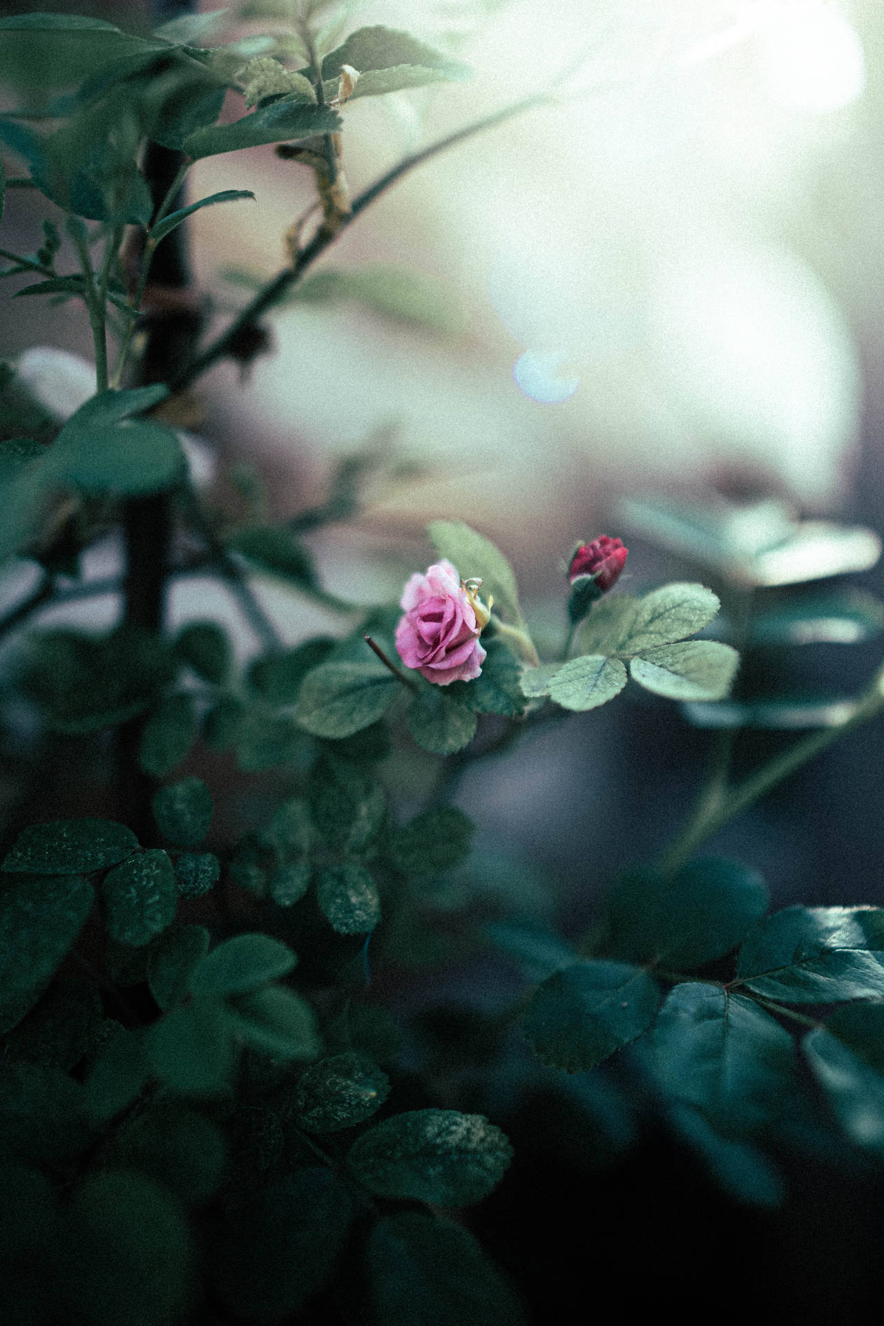 Rose iPhone Wallpaper
