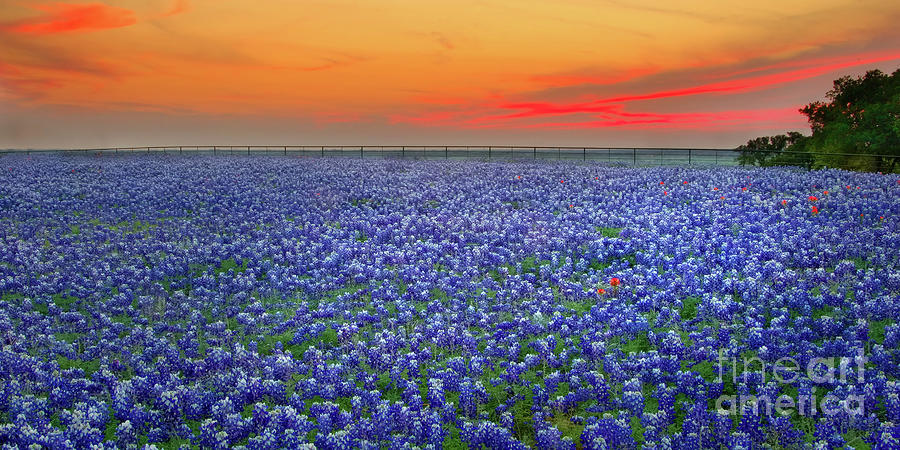 Bluebon Sunset Vista Texas Landscape By Jon Holiday