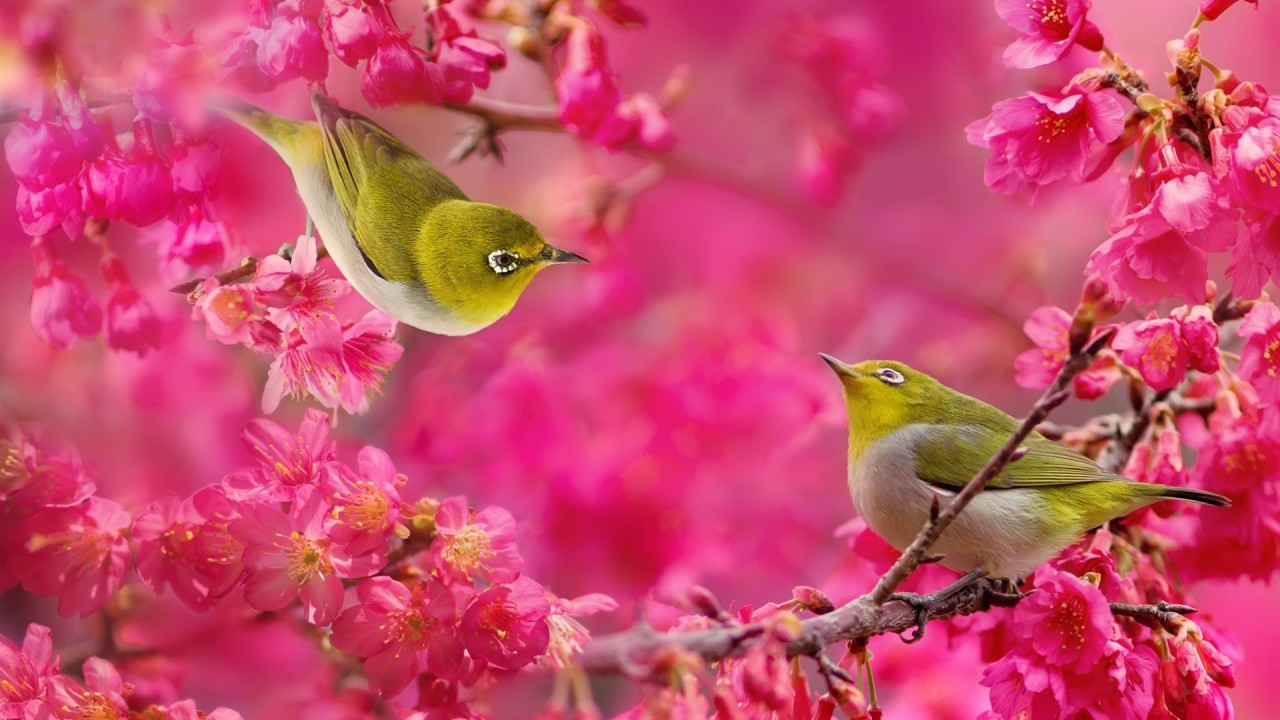 Birds Wallpaper Live HD Hq Pictures Image Photos