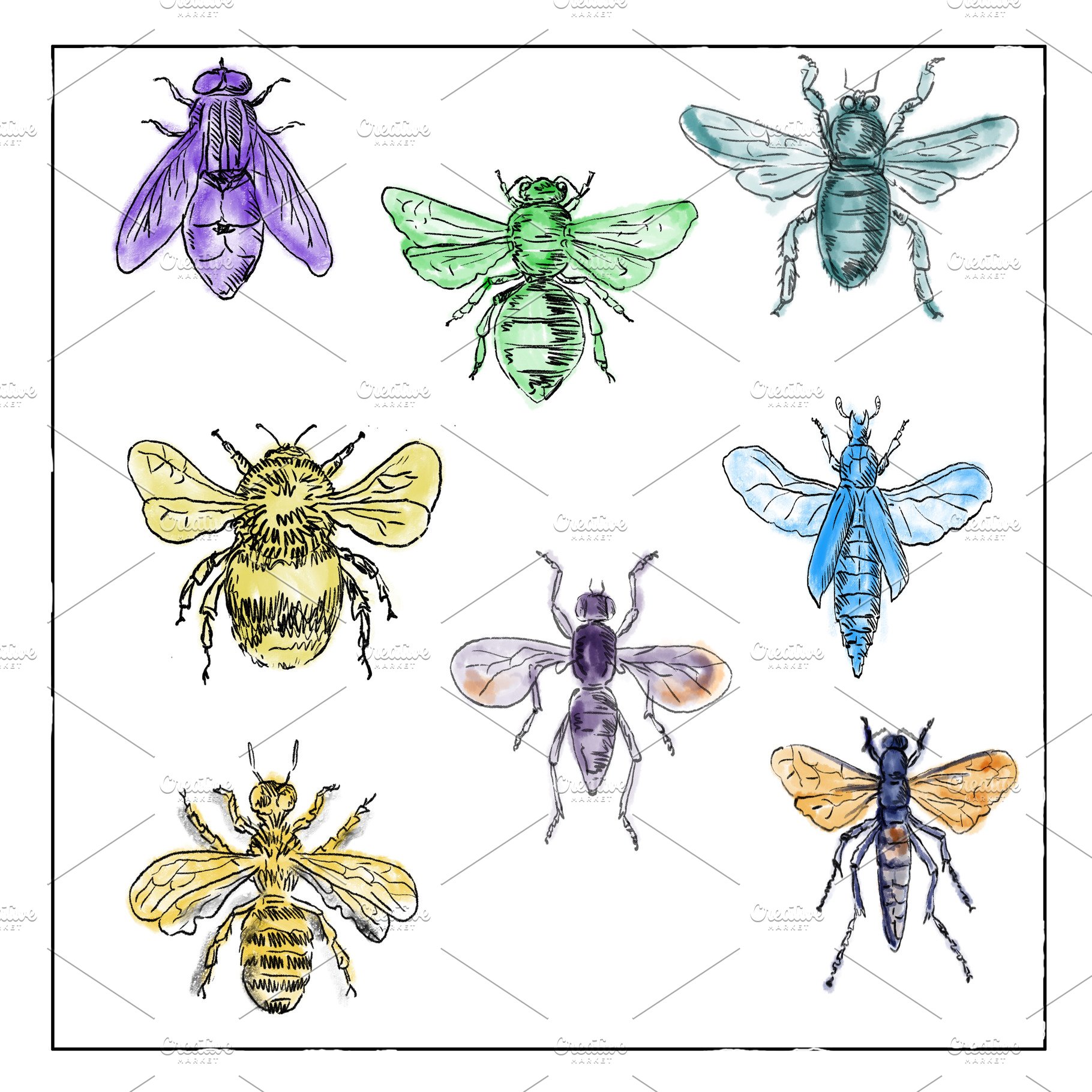 Vintage Bees And Flies Collection Photos Creative Market