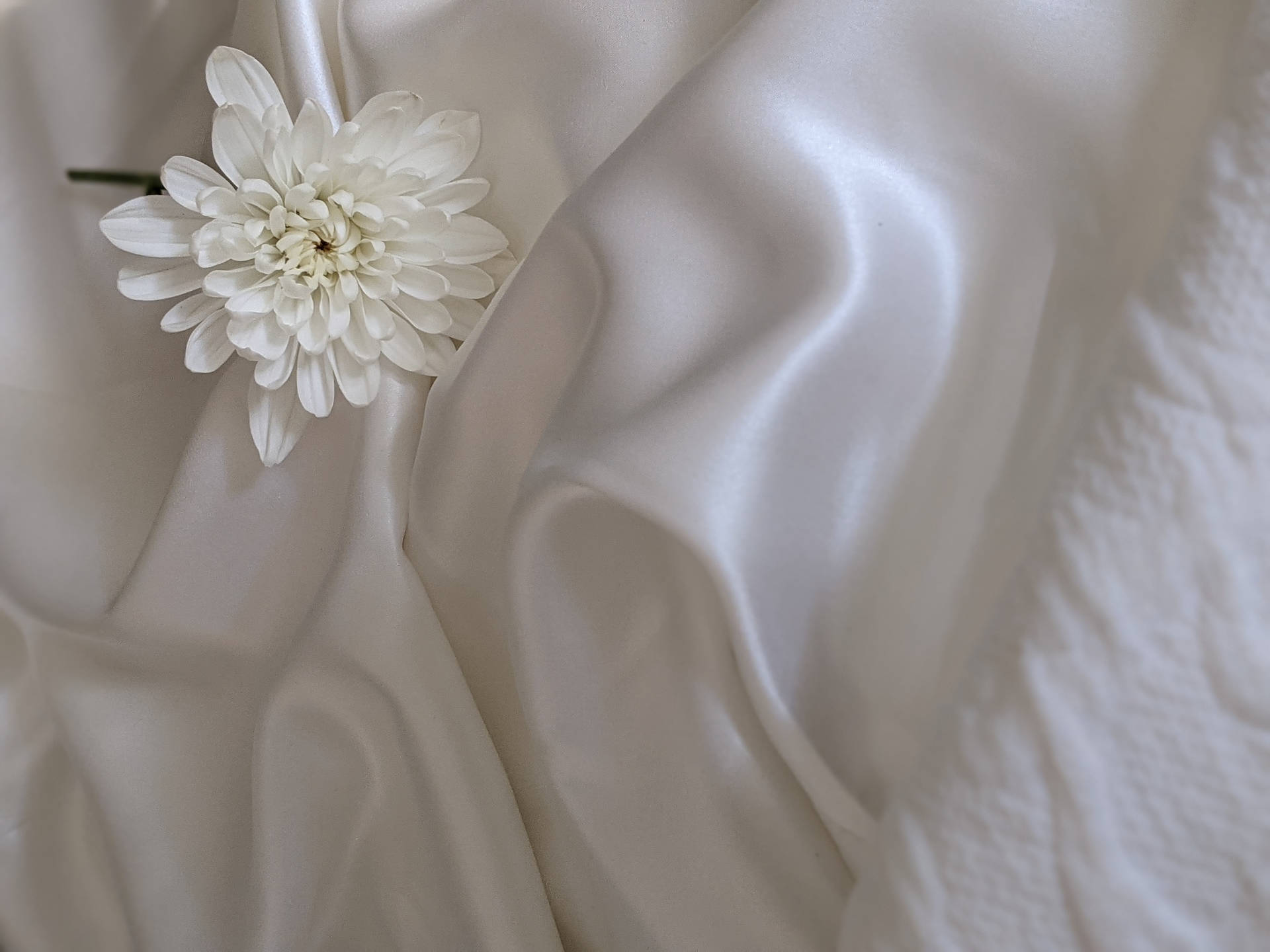 Chrysanthemum On White Silk 0cbeaww6o539kmum Wallpaper