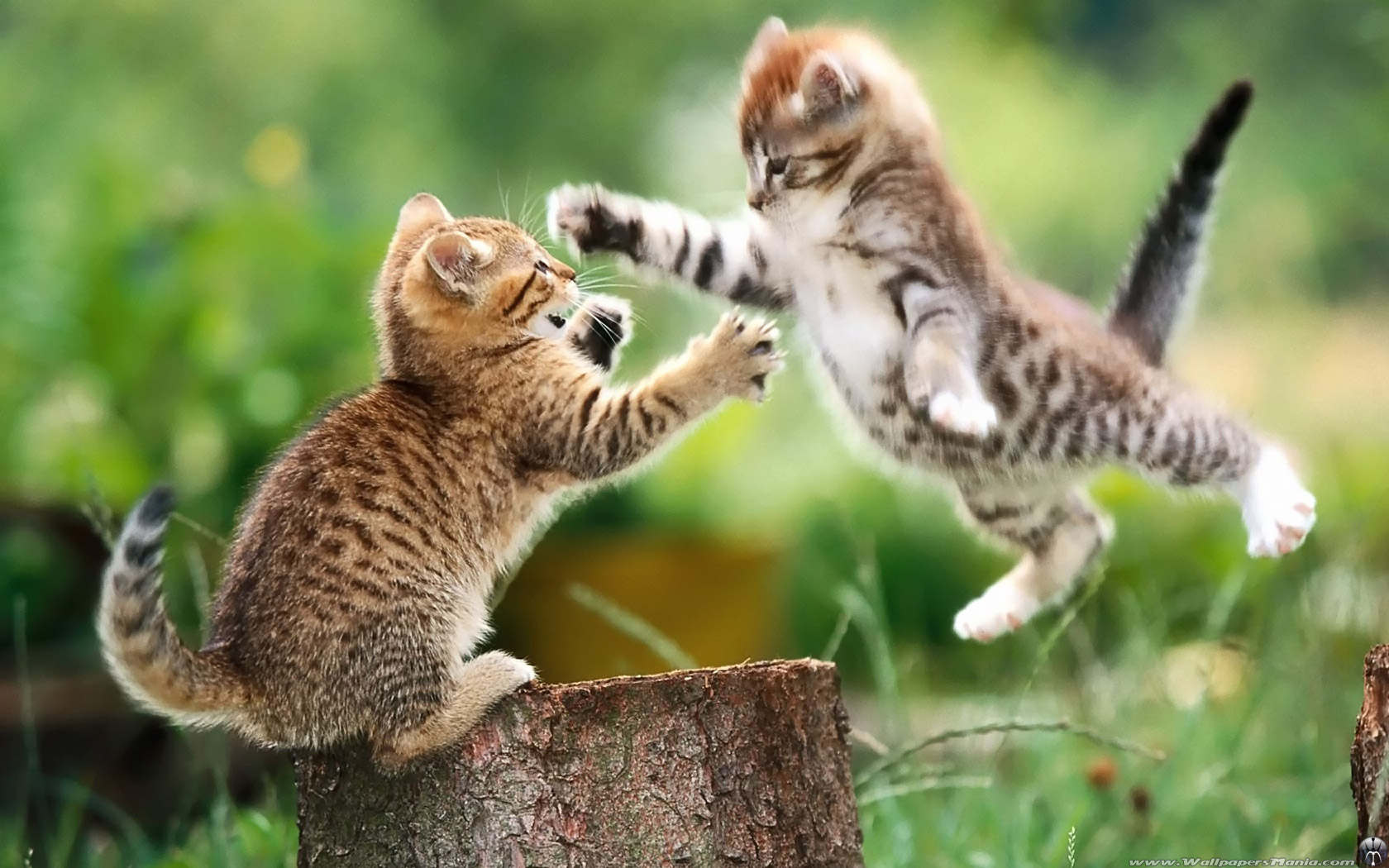Animals Cats Jumping Kittens Outdoors Wallpaper Hq