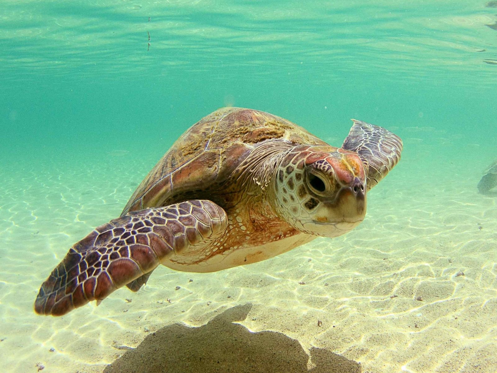 Beautiful Sea Turtle X Close