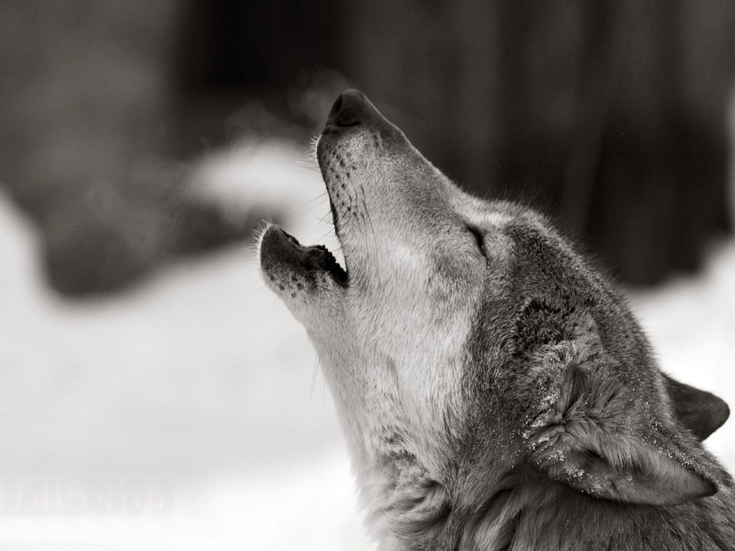 A Wolf Will Howl Longer And More Energetically If They Are