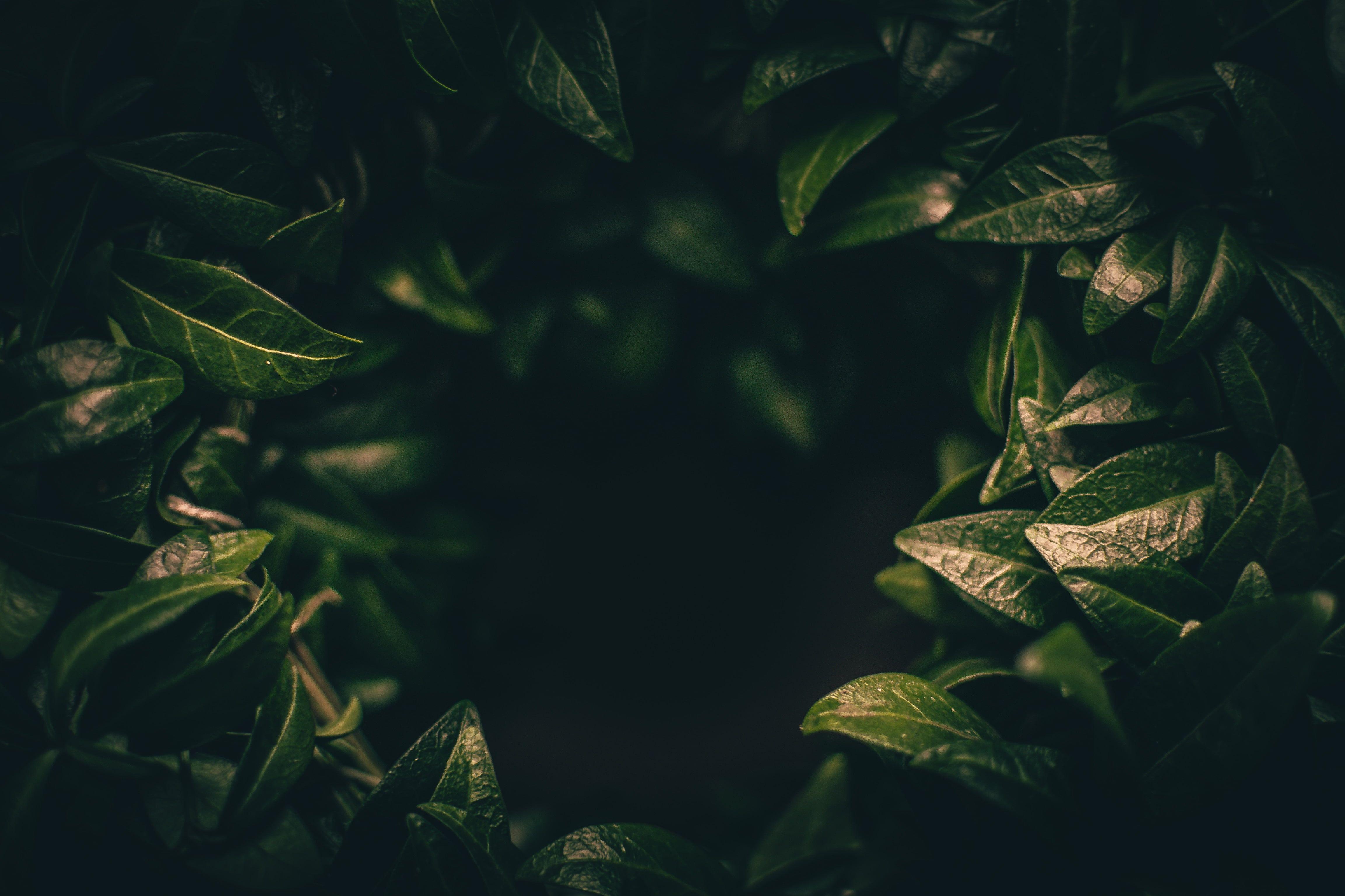Leaves Dark Plant Green Blur Closeup 4k Wallpaper