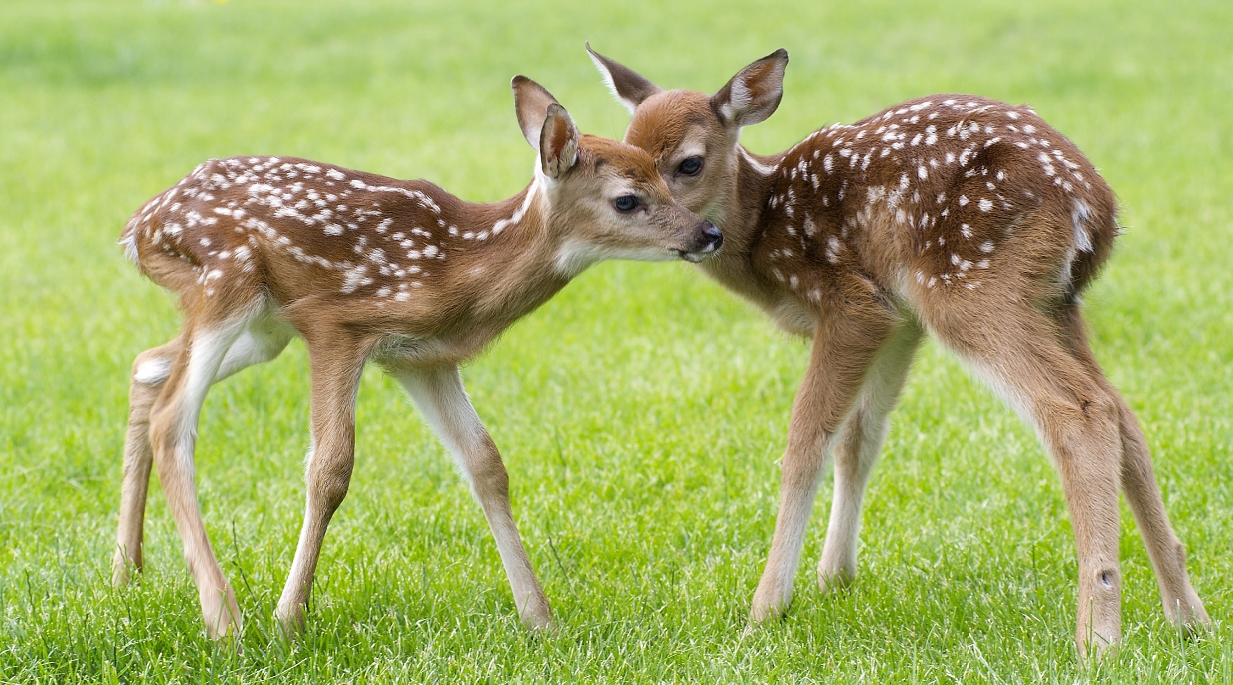 Wallpaper Calves Spotted Deer Two Grass Young Animals