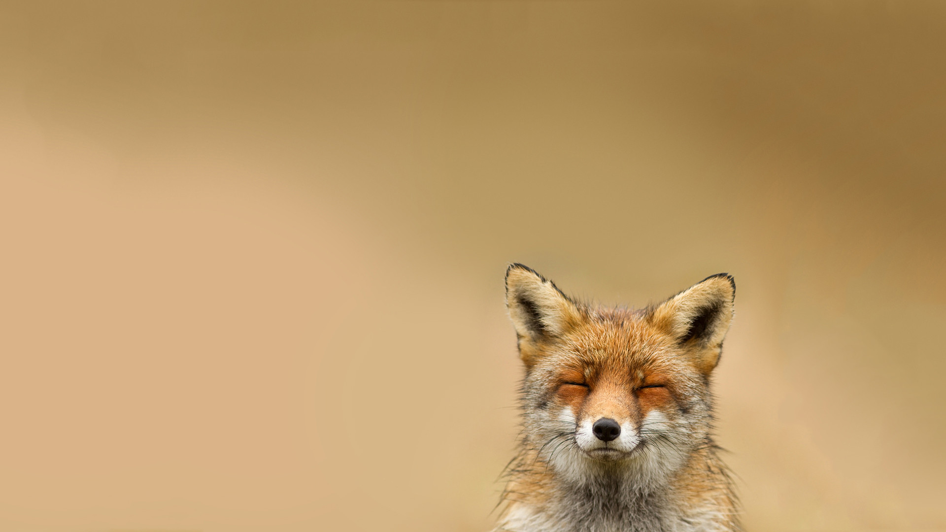 Fox Furry Wallpaper Happy Jpg