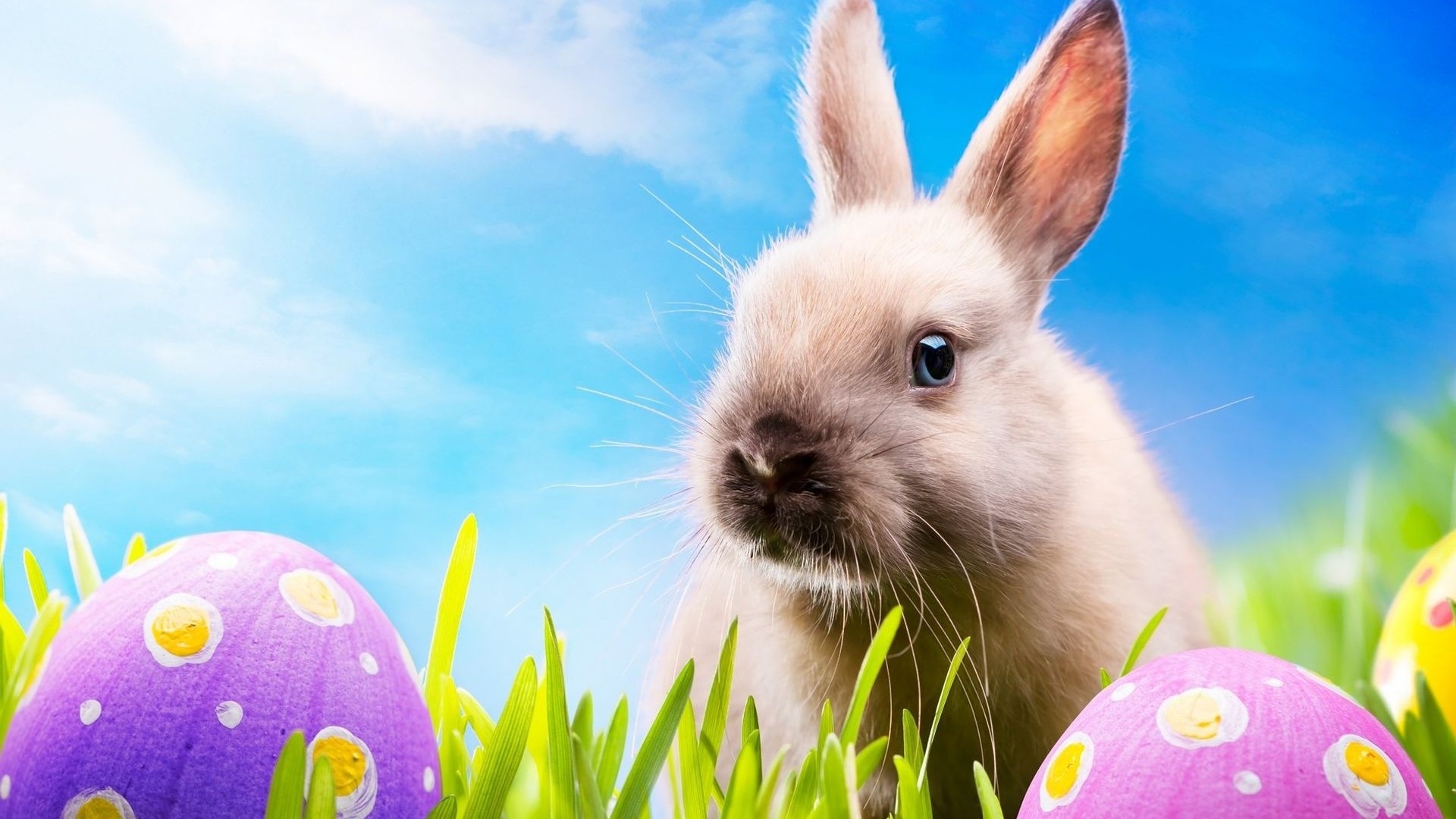 Easter Bunny Desktop Wallpaper 1080p