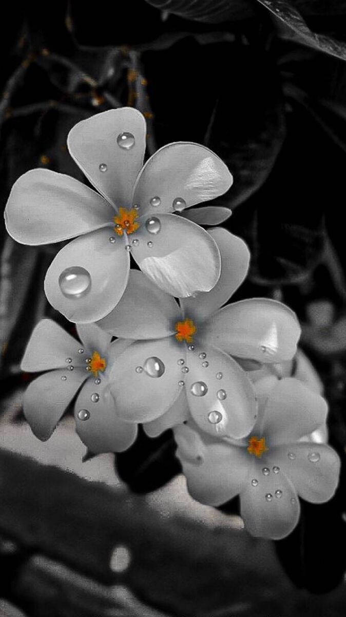 White Flower iPhone Wallpaper