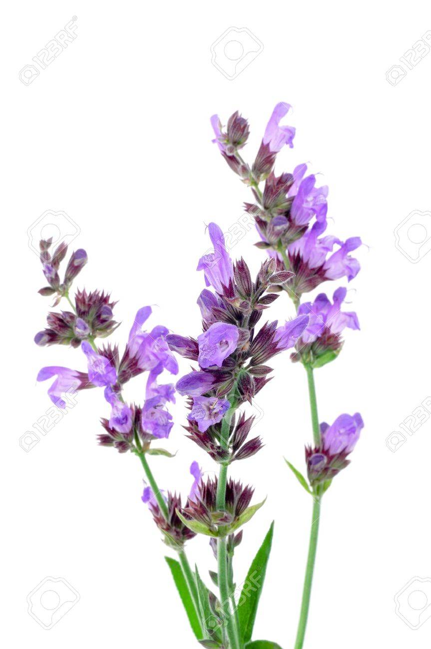Salvia Flowers On A White Background Stock Photo Picture And