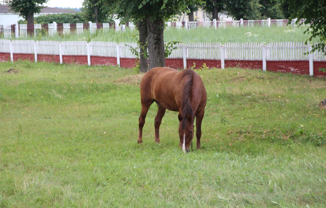 Wallpaper Greens Grass Horse Grazing My Photo Image For