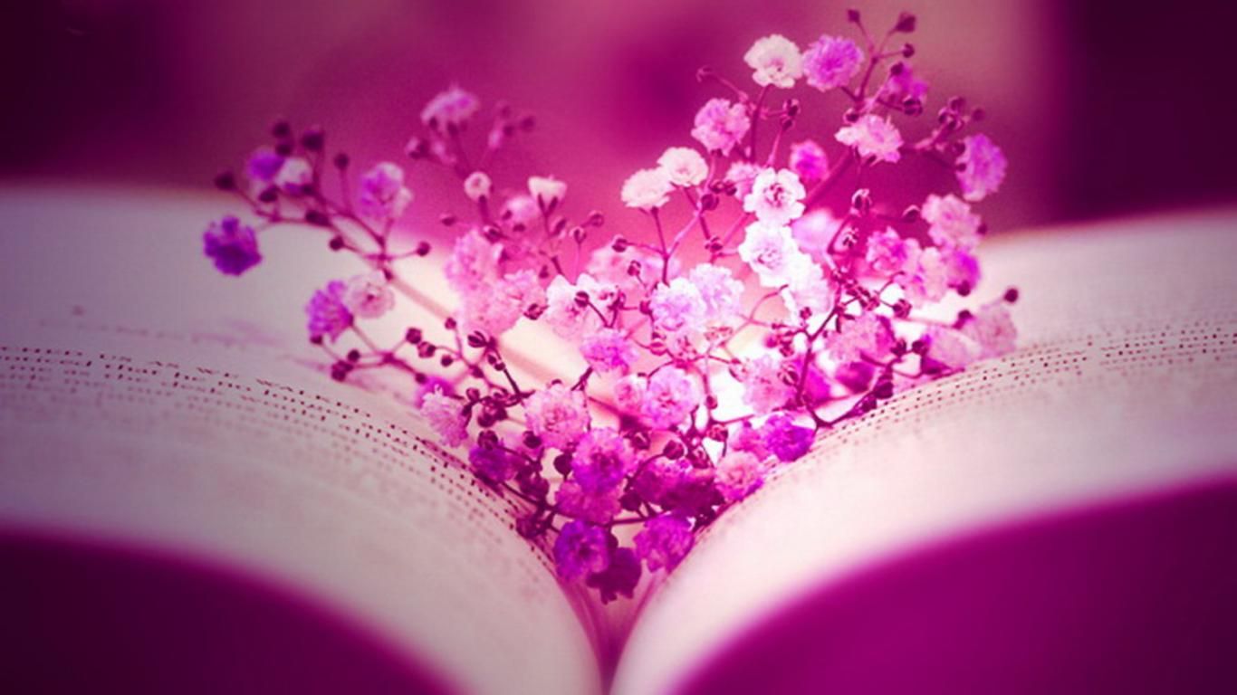 Photography Pink Love HD Graceful Flower