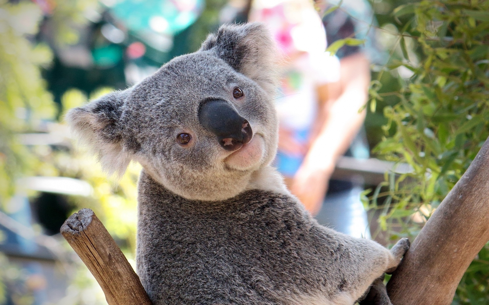 Best HD Koala Wallpaper Feelgrph