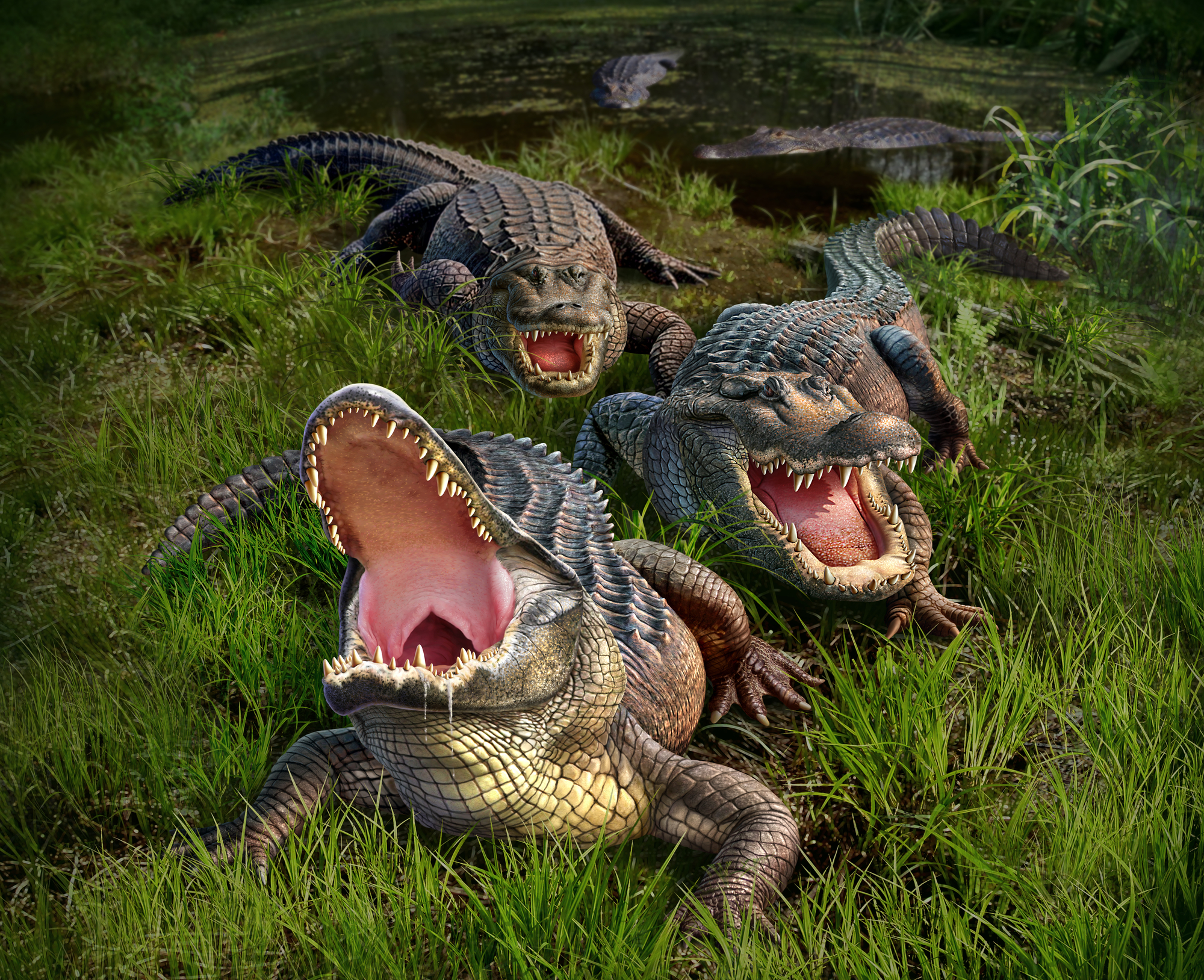 Alligator Wallpaper Image Group