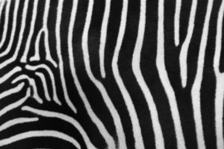 Free download Cheap Zebra Print Wallpaper Border [750x500] for your