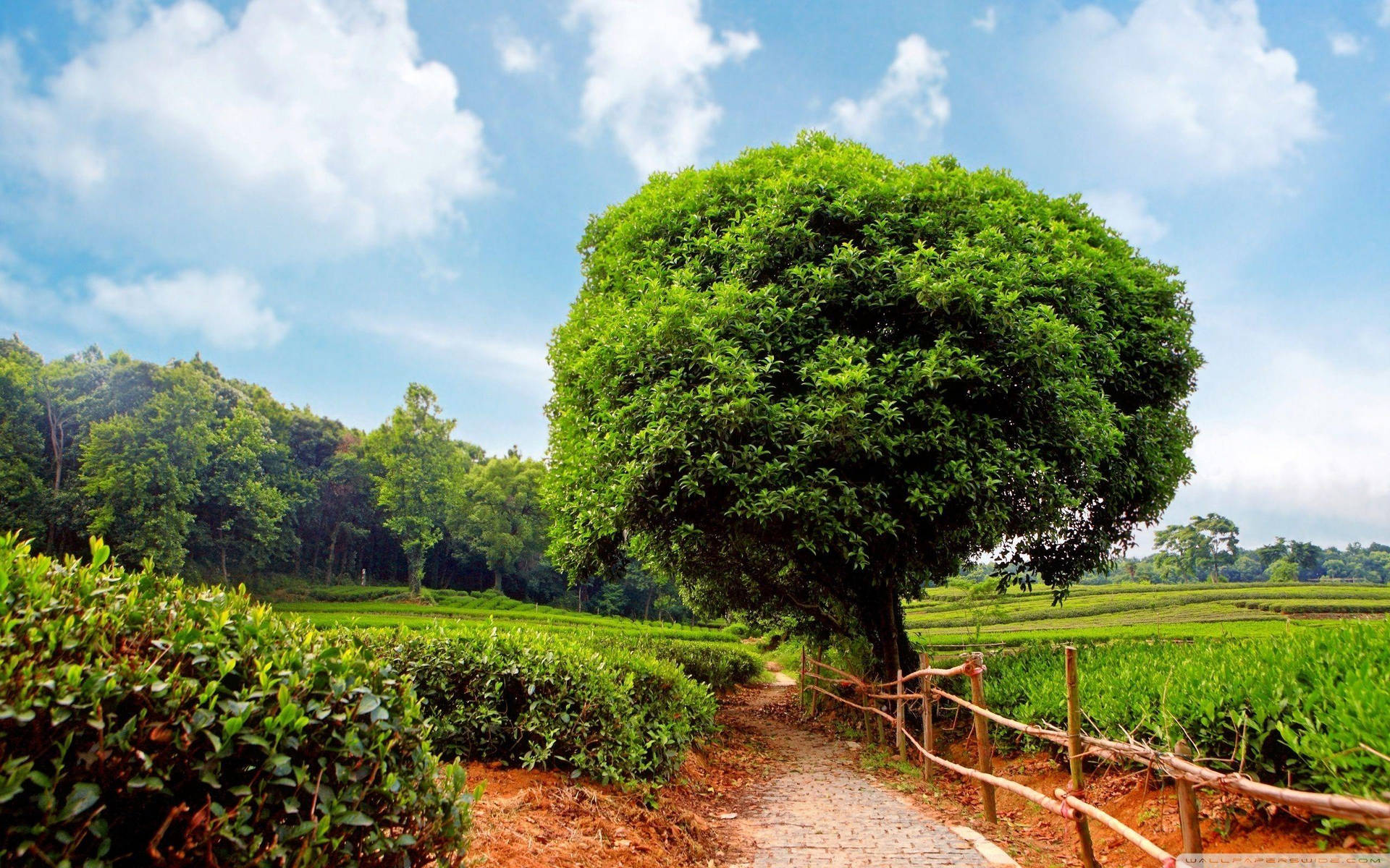 Tea Garden Wallpaper