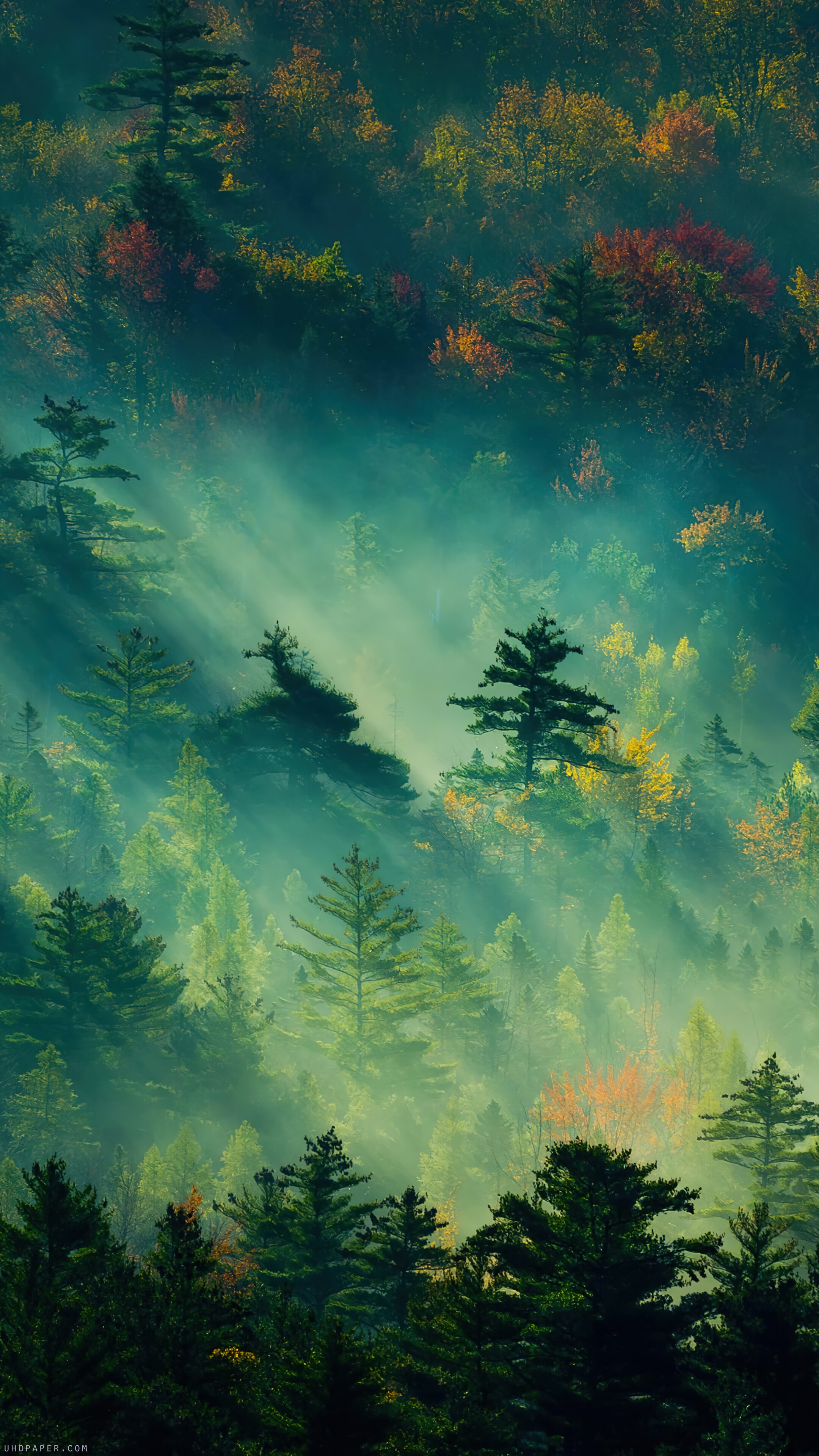 Forest Nature Scenery 4k Wallpaper
