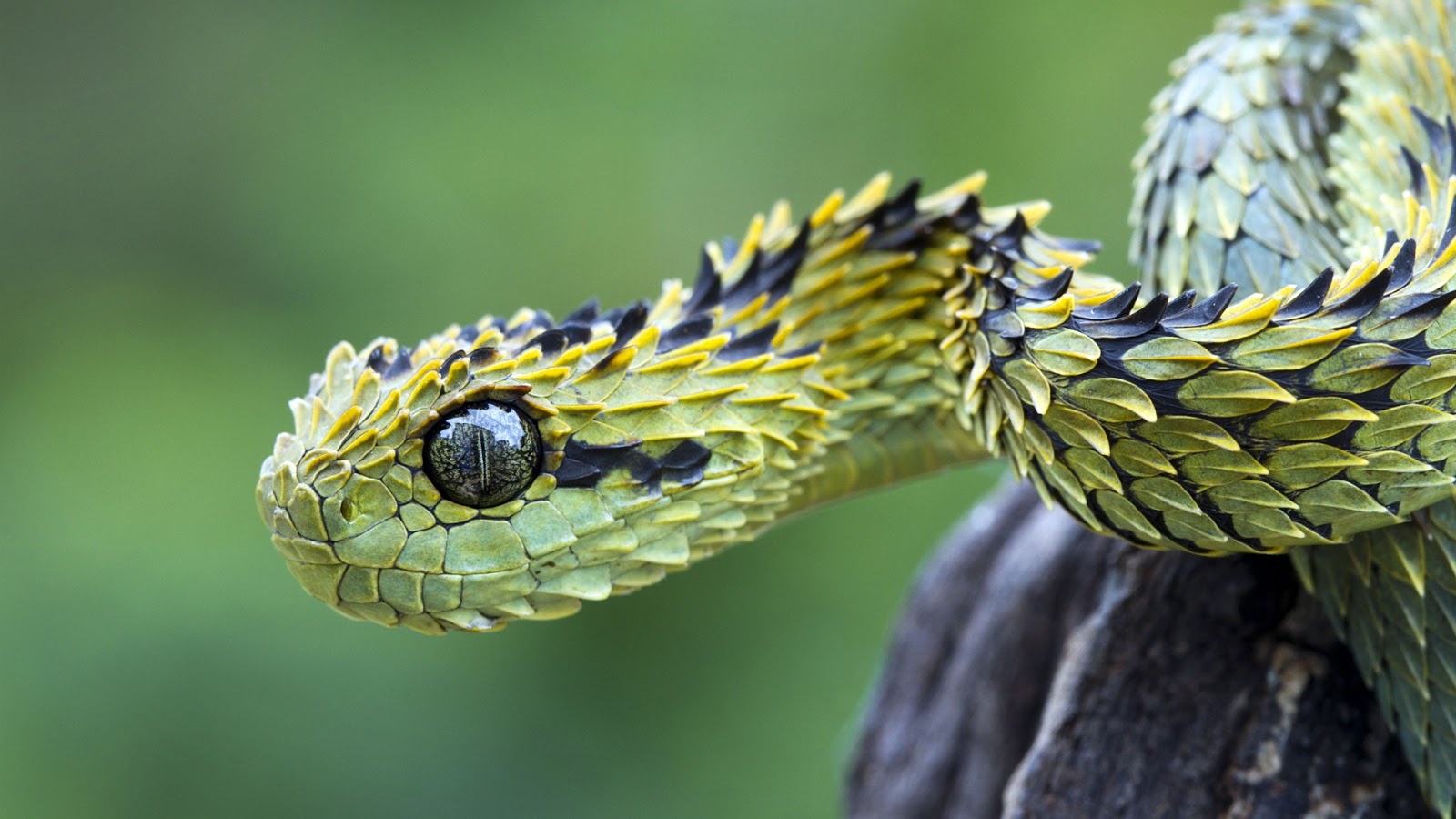 Wallpaper HD Desktop Green Viper Snake