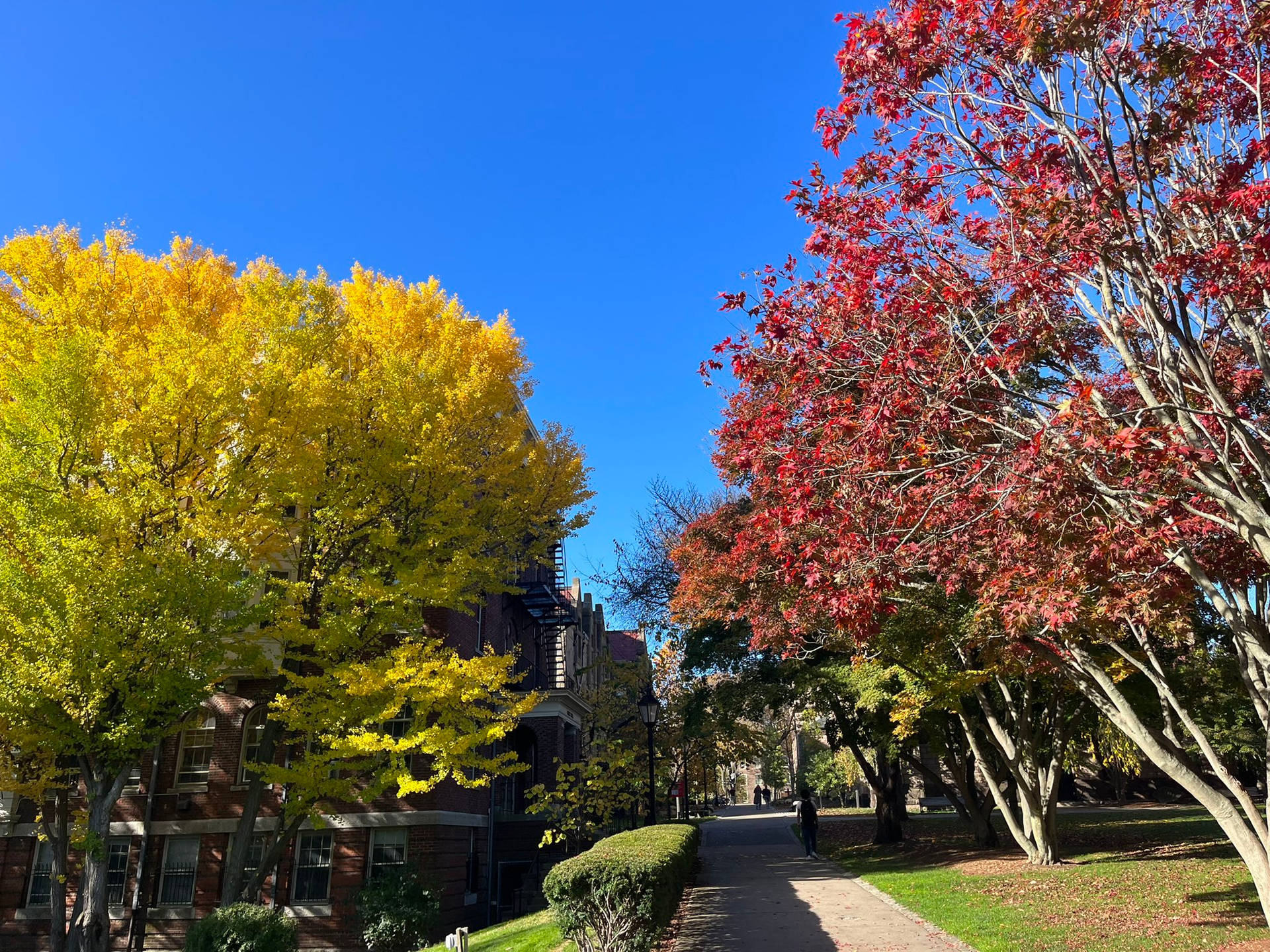 Top Brown University Wallpaper Full HD 4k To Use