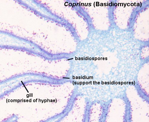 Coprinus Under Microscope HD Walls Find Wallpaper