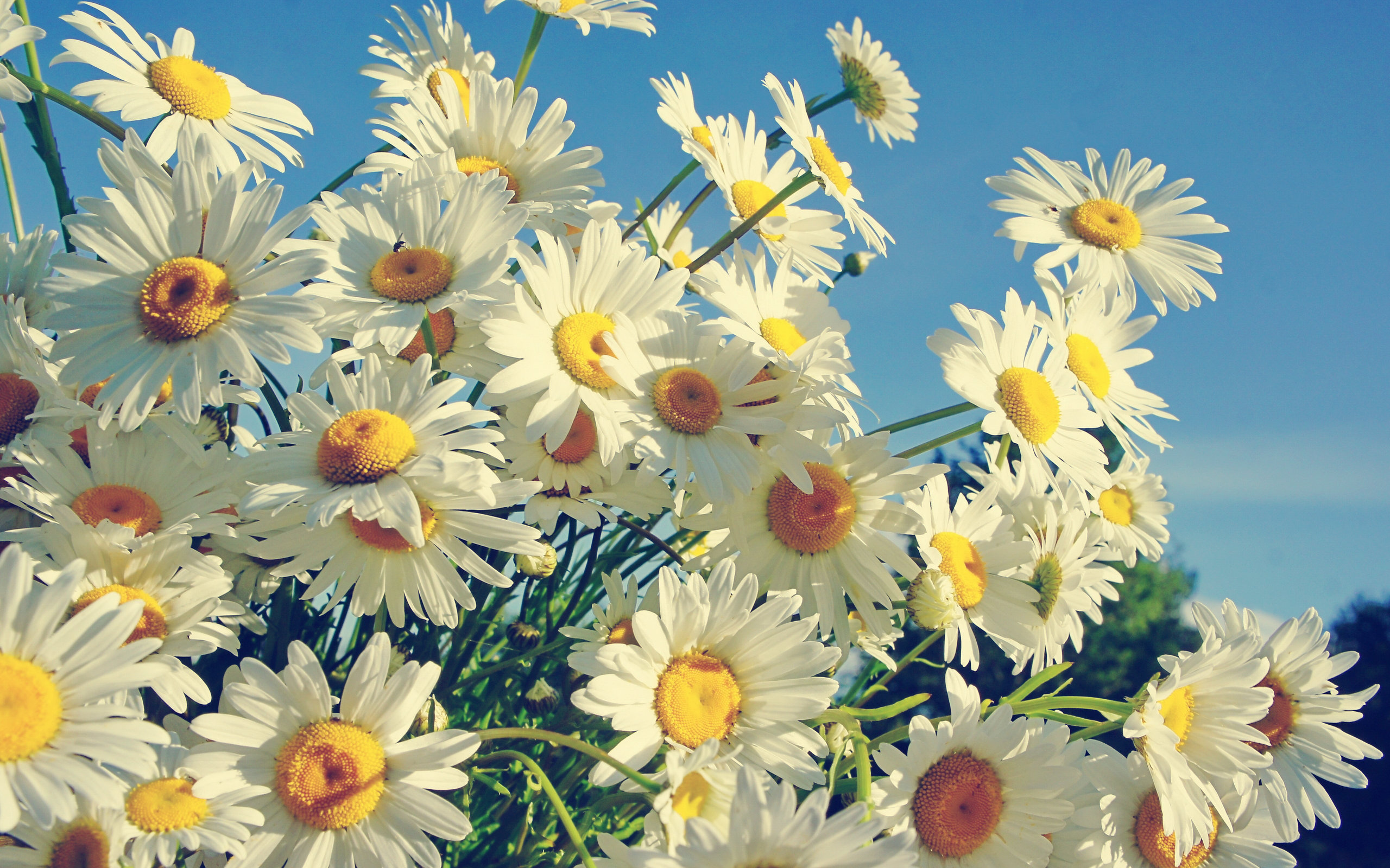 Picture Of A Daisy Flower HD Desktop Wallpaper 4k