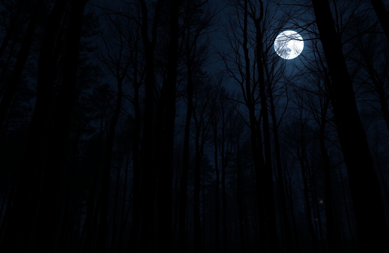 Dark Forest With Moon Wallpaper