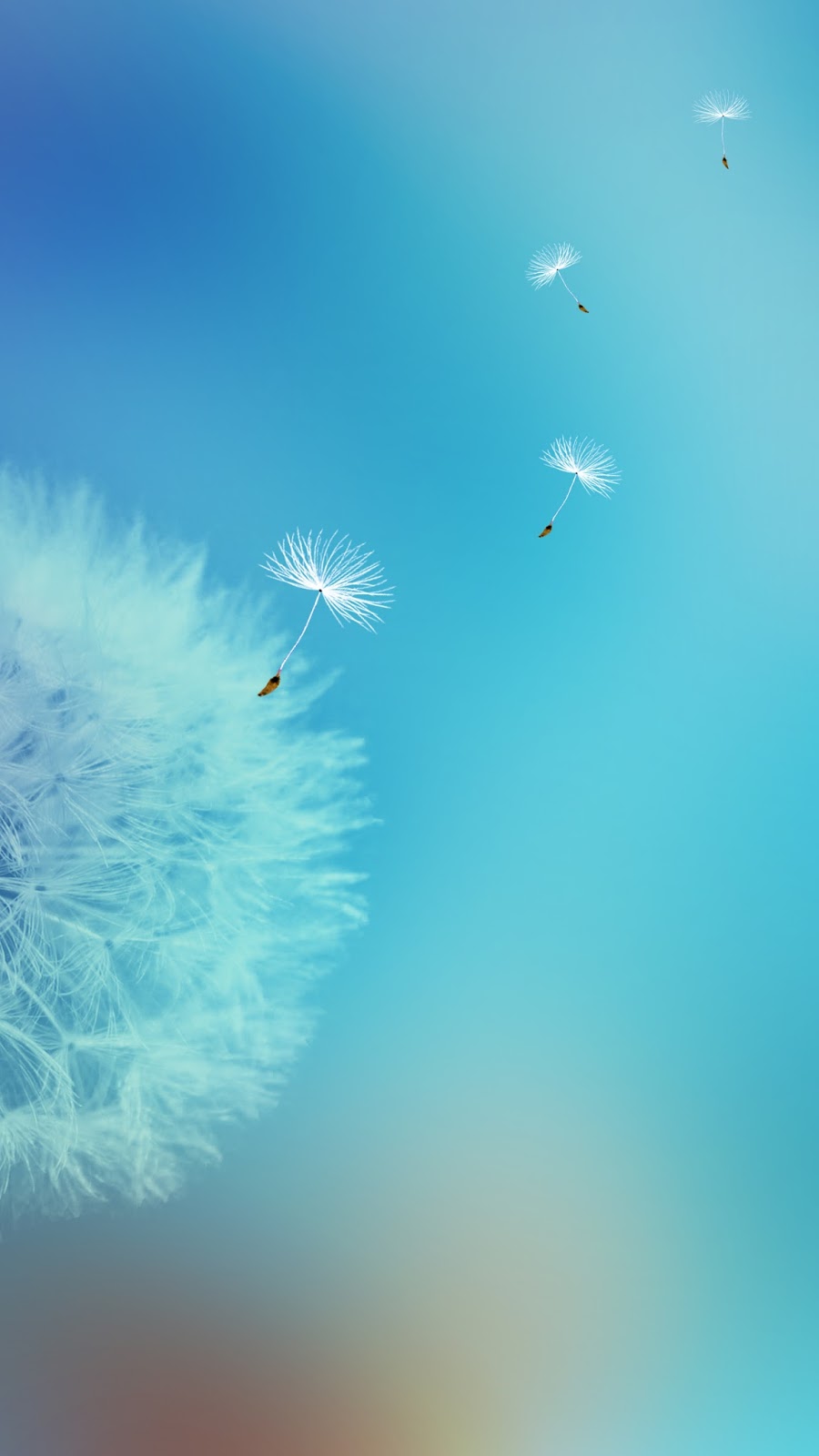 Dandelion Flower Wallpaper Galaxy S7 Edge Jpg