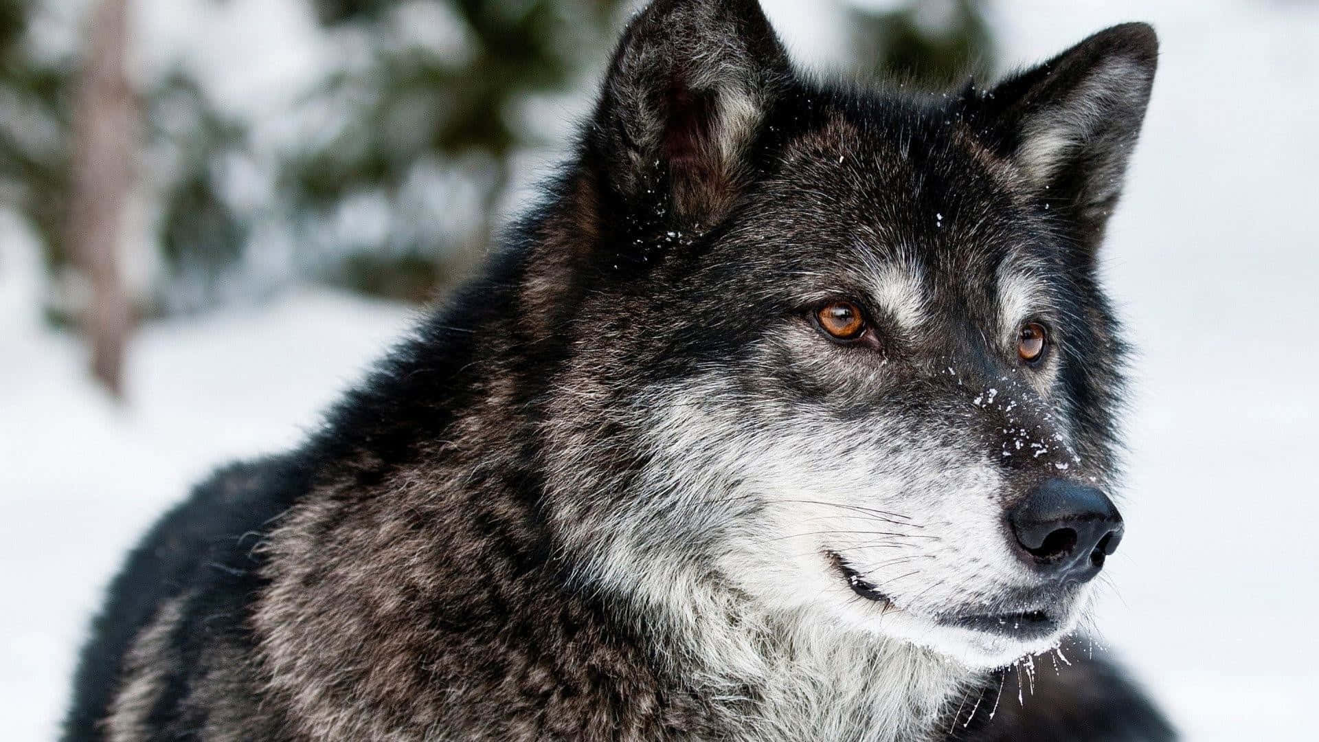 Majestic And Super Cool Wolf Wallpaper