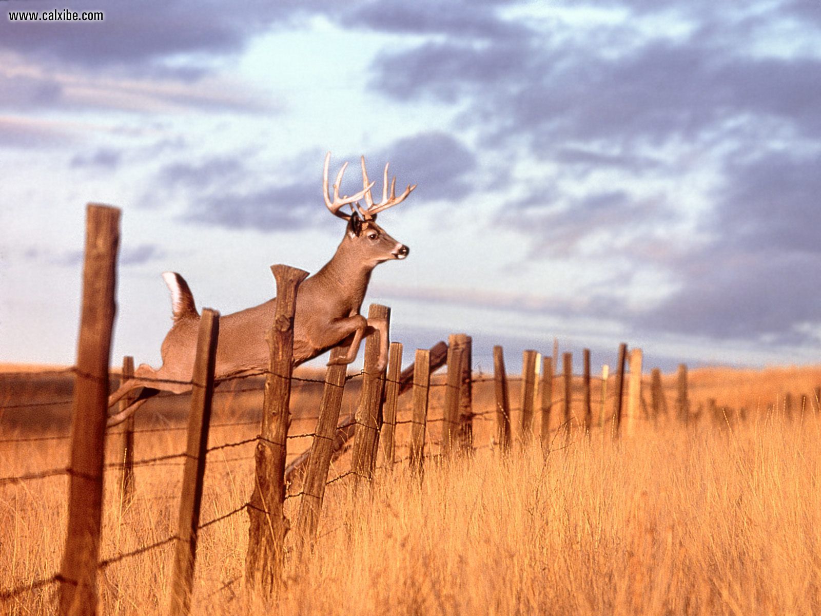 Deer Wallpaper Whitetail Hunting