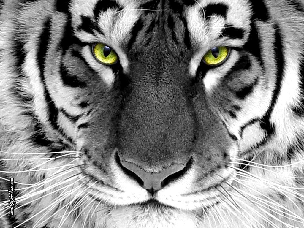 Tiger White Wallpaper