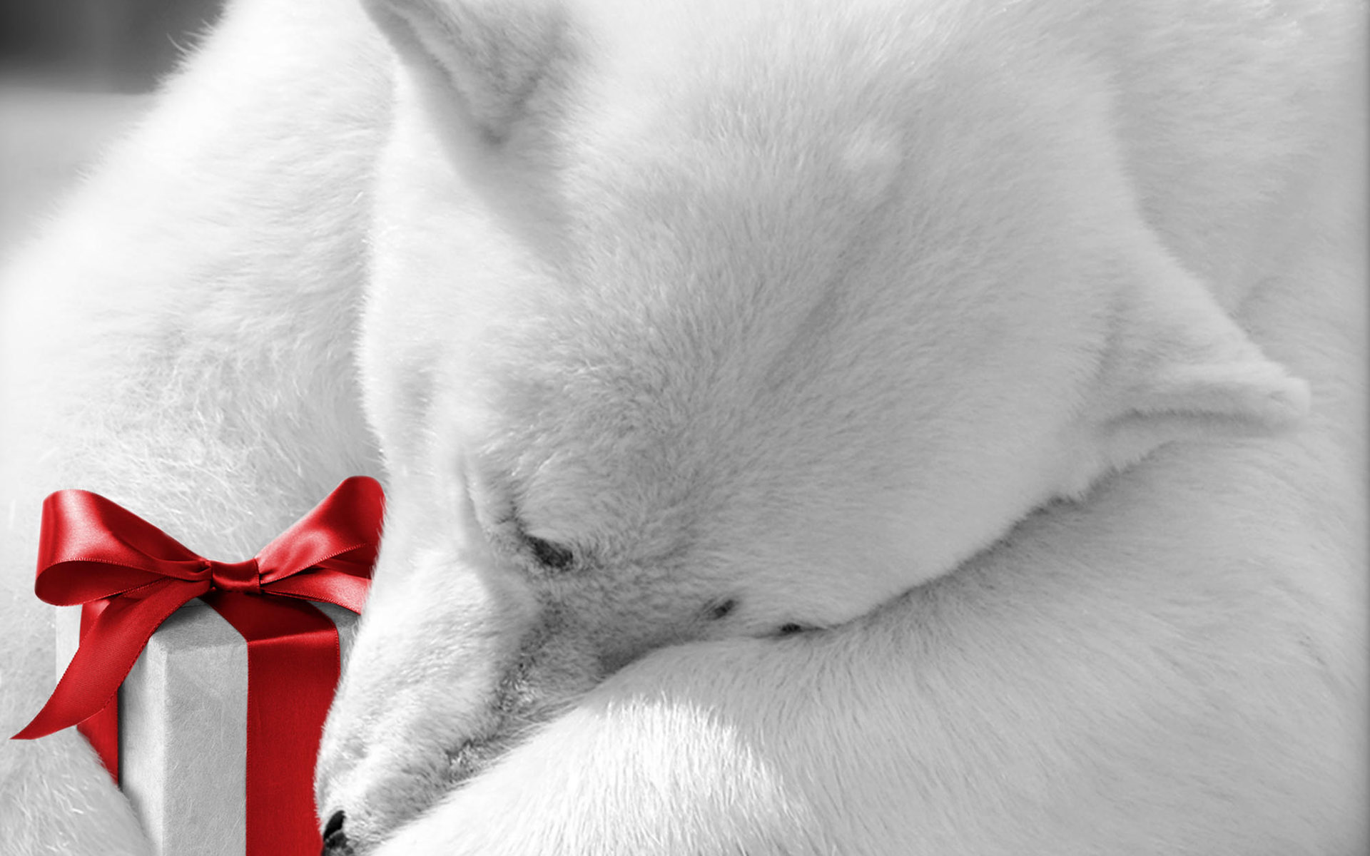 Polar Bear Christmas Wallpaper