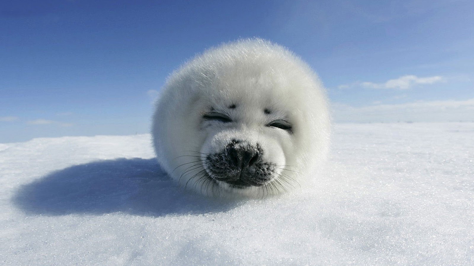  wallpaper with a baby seal resting on the snow hd seals wallpapers 1600x900
