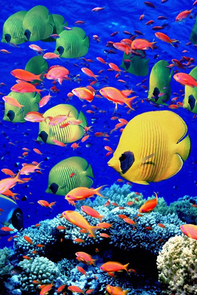 Fish Underwater iPhone Wallpaper Sea Life Ocean