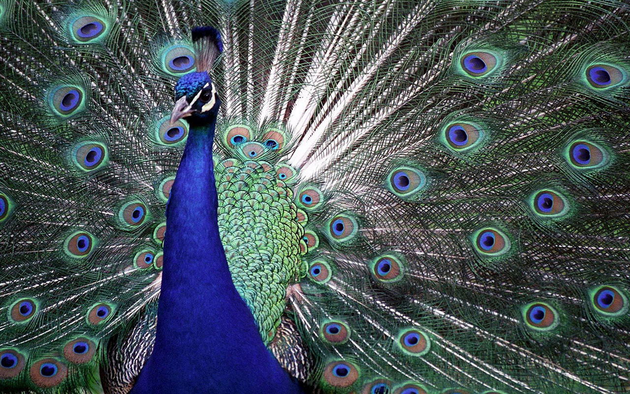 Peacock Wallpaper Animal