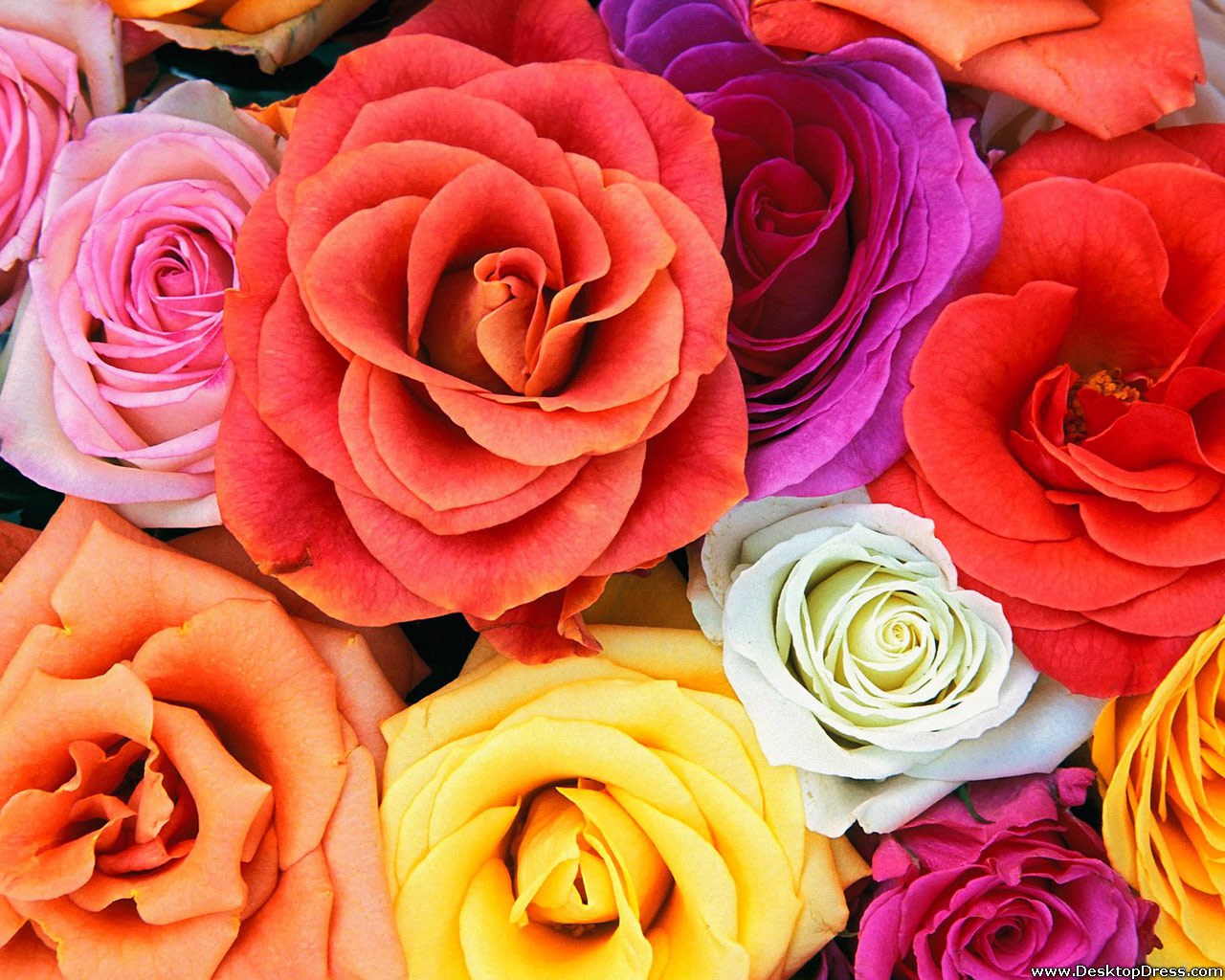 Desktop Wallpaper Flowers Background Love Blooms Roses Bunch