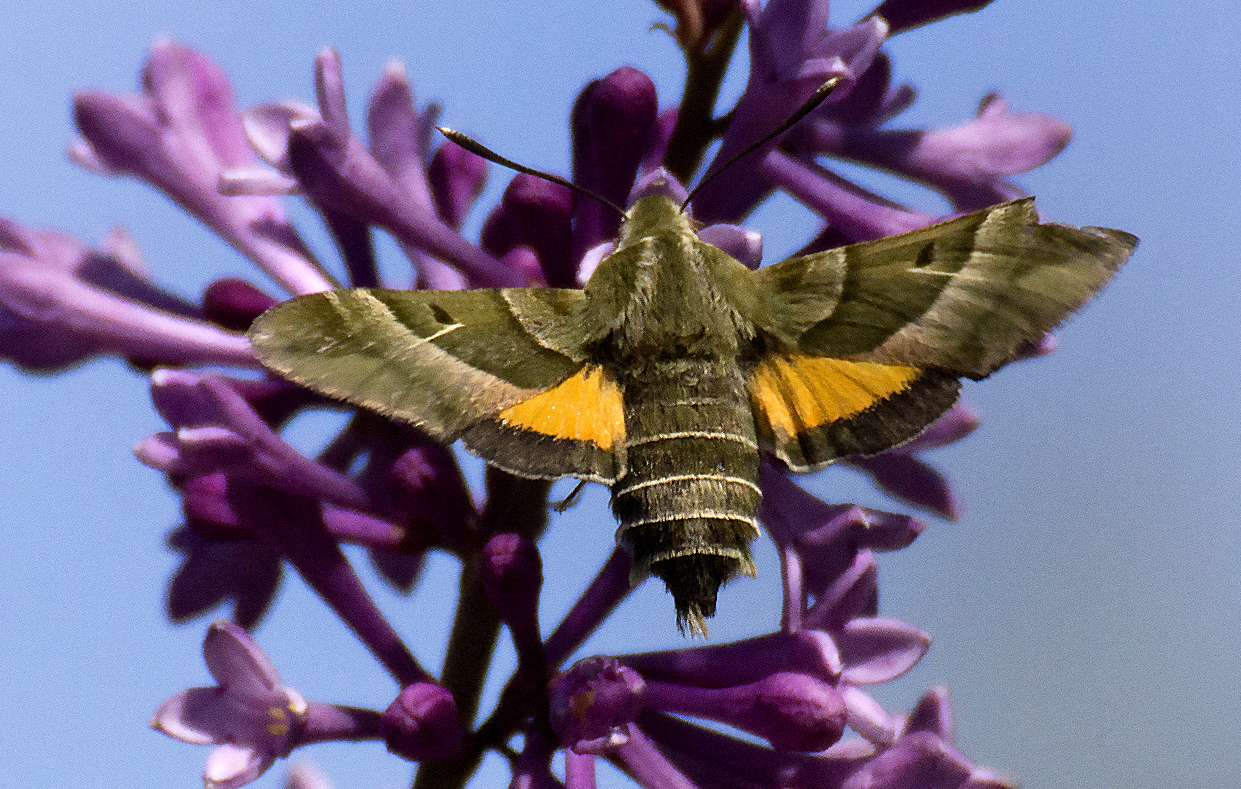 Family Sphingidae Wallpaper